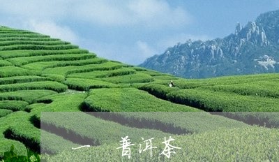 一 普洱茶/2023090503836